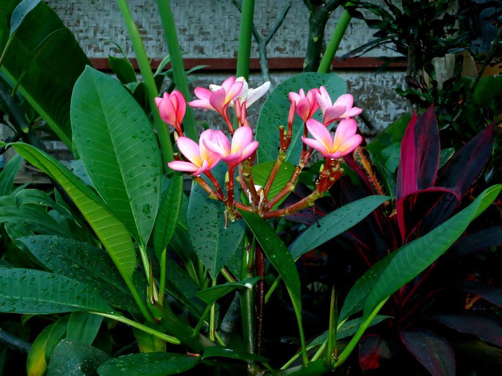 Dewa Put Guest House Ubud Kültér fotó